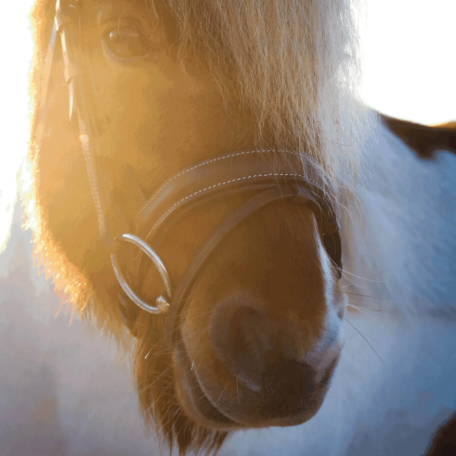Dynamic Pony / Island Gebiss, einfach gebrochen