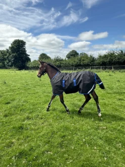 Fohlendecke Amigo Ripstop 900D Foal Turnout, 200 g, Outdoordecke