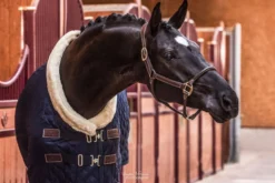 Halfter Anatomic Leather Halter, Lederhalfter