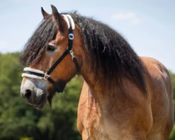 Halfter Cali Zugpferd, Fellhalfter, Kaltbluthalfter