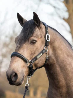 Halfter Capella Headcollar, Leder-/Nylonhalfter