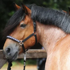 Halfter Classic Kaltblut