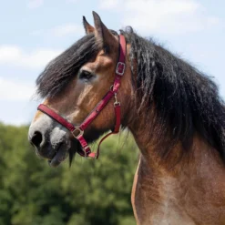 Halfter Deluxe Zugpferd, Nylonhalfter, Kaltbluthalfter