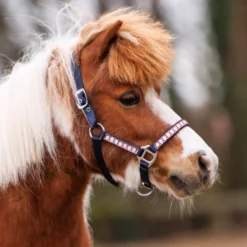 Halfter Dottsi, Nylonhalfter, Ponyhalfter
