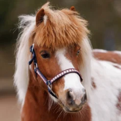 Halfter Dottsi, Nylonhalfter, Ponyhalfter