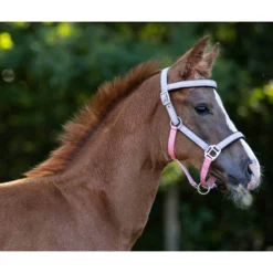 Halfter Flore, Fohlenhalfter, Nylonhalfter, mit Stirnriemen