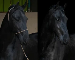 Halfter Fotografie, Fotografie-Halfter