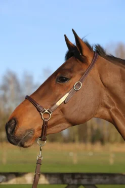 Halfter Grooming Halter