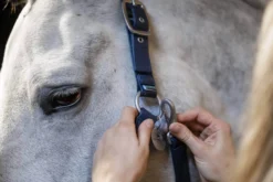 Halfter Grooming, Nylonhalfter