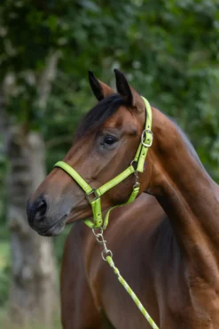 Halfter Mustang, Nylonhalfter