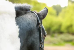Halfter Stellar All Weather, Weidehalfter, Sicherheitshalfter