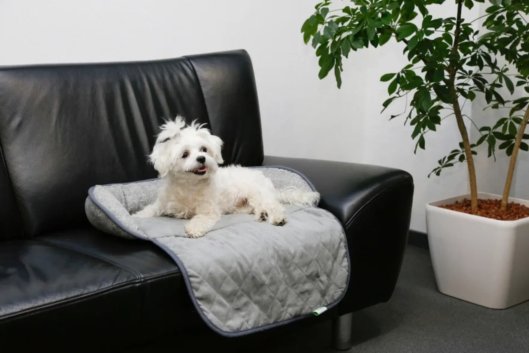 Hunde Couchkissen Emalia