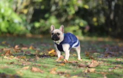 Hundemantel Freedom, 50 g, Hundejacke