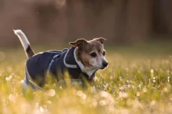 Hundemantel Freedom, 50 g, Hundejacke