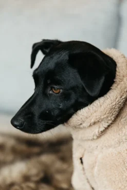 Hundemantel Sweater Teddy Fleece, Hundejacke