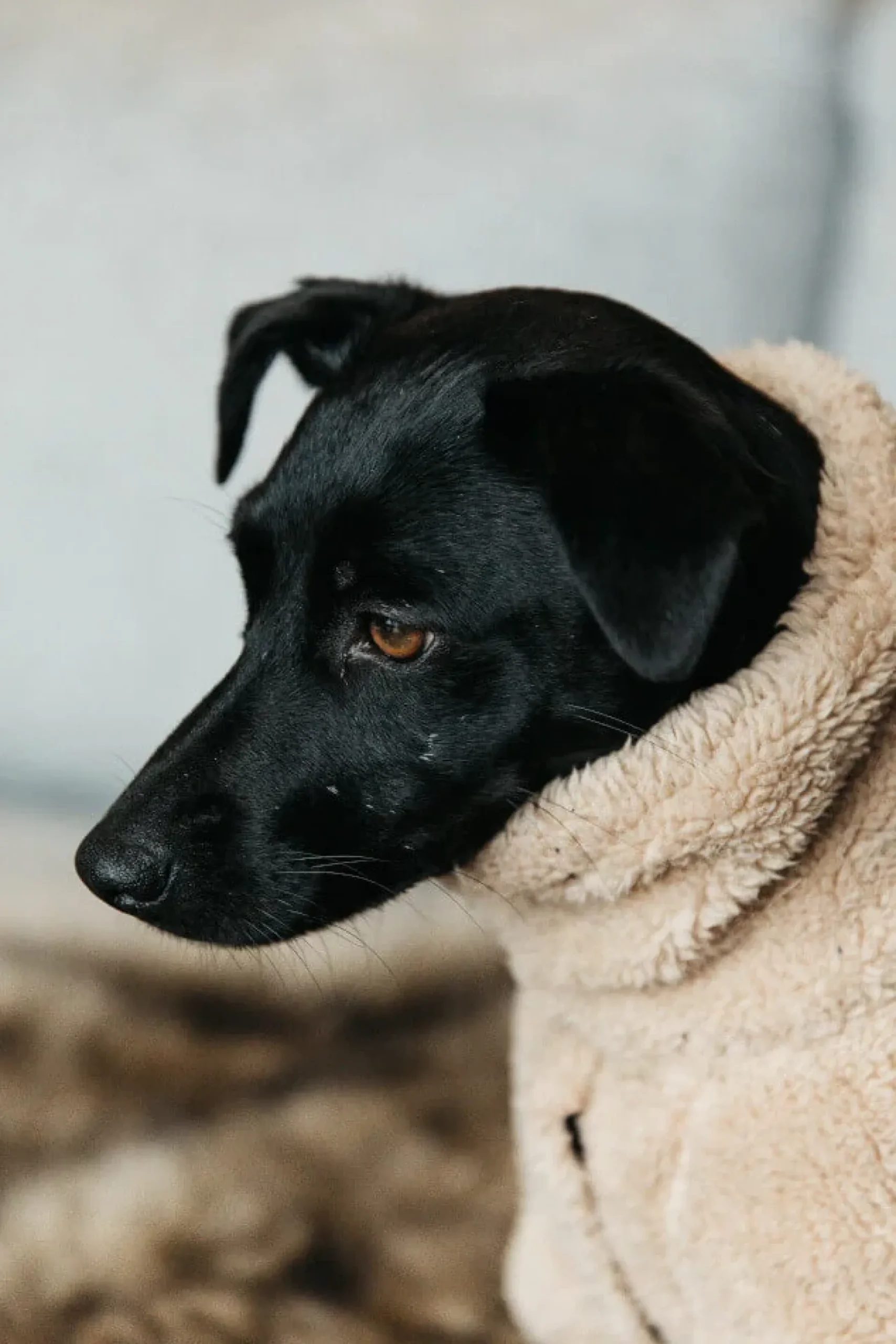 Hundemantel Sweater Teddy Fleece, Hundejacke