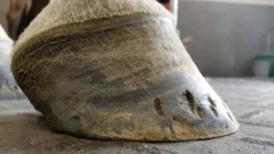 Kevin Bacon's Hoof Formula, Ergänzungsfuttermittel
