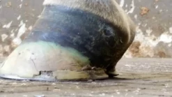 Kevin Bacon's Hoof Formula, Ergänzungsfuttermittel