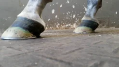 Kevin Bacon's Hoof Formula, Ergänzungsfuttermittel
