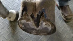 Kevin Bacon's Hoof Formula, Ergänzungsfuttermittel