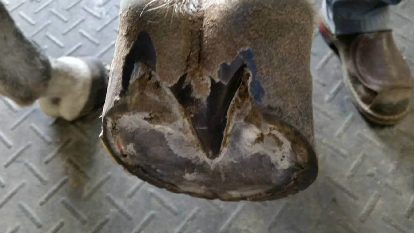 Kevin Bacon's Hoof Formula, Ergänzungsfuttermittel