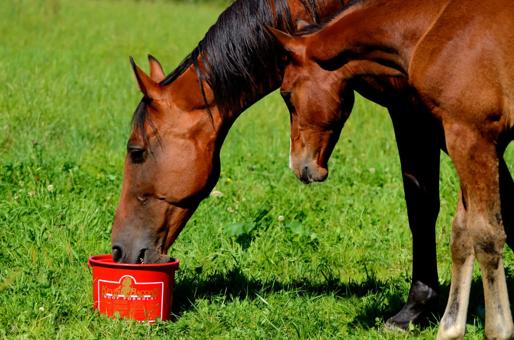 Kevin Bacon's Hoof Formula, Ergänzungsfuttermittel