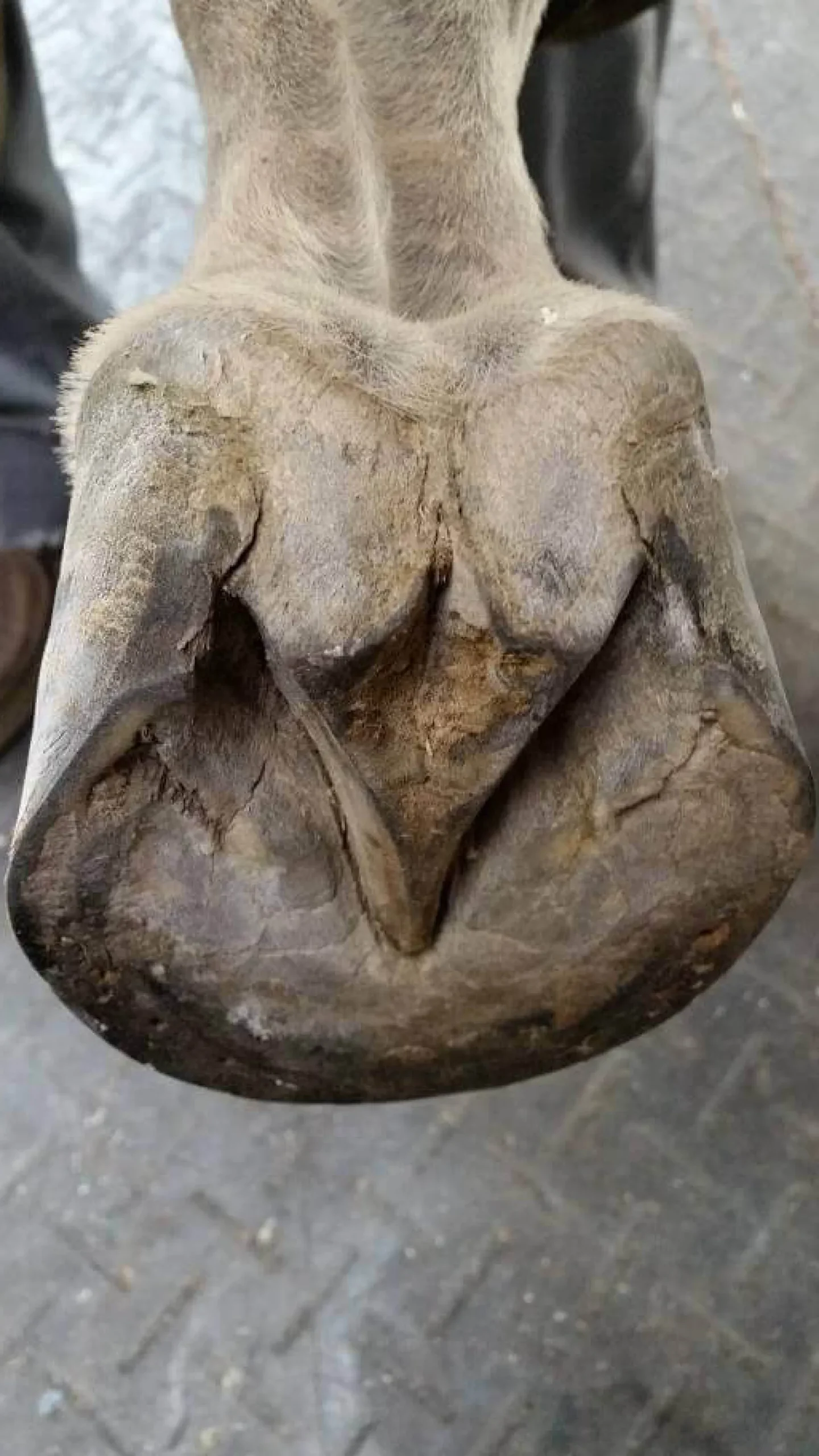 Kevin Bacon's Hoof Formula, Ergänzungsfuttermittel