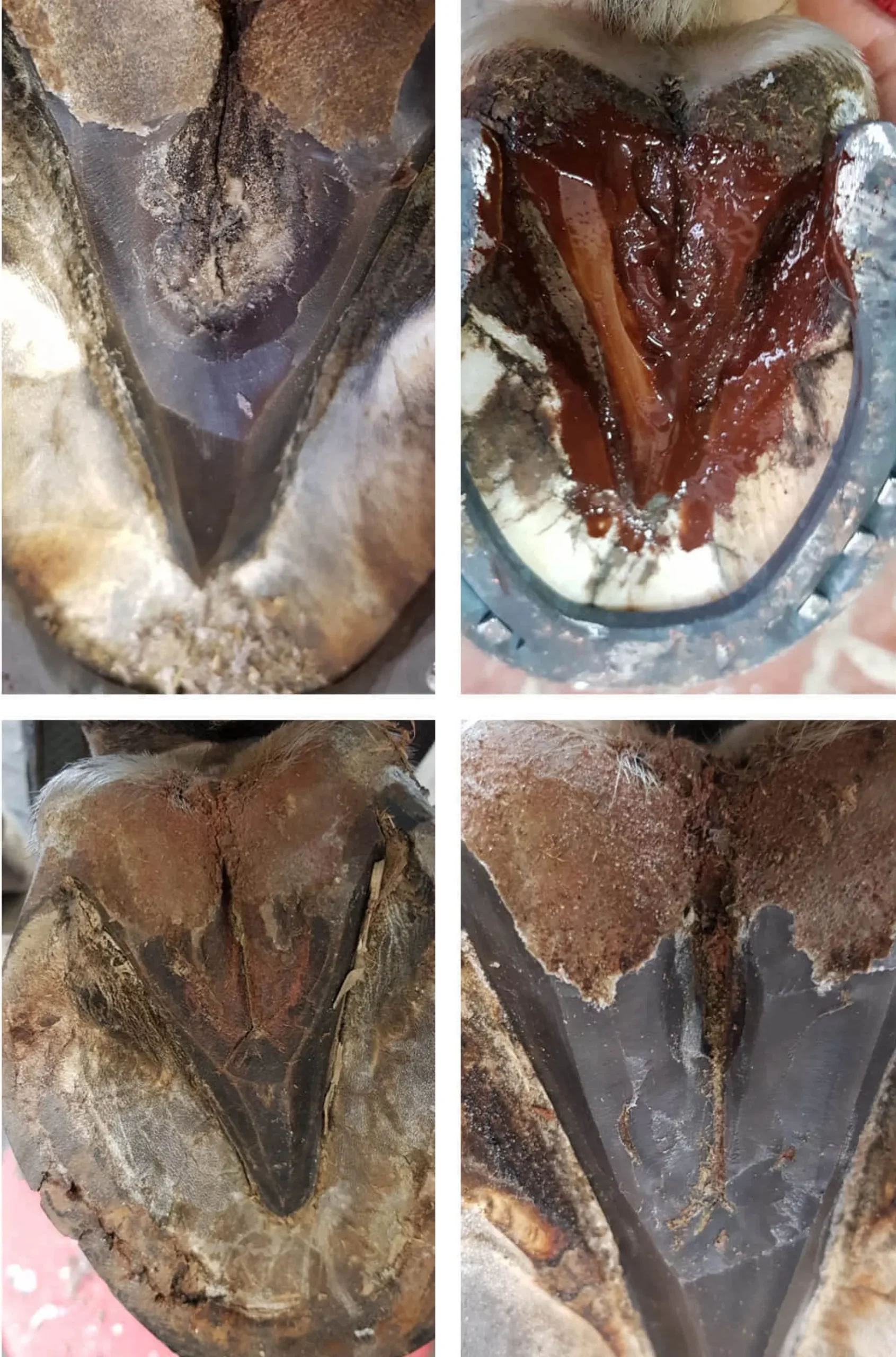 Kevin Bacon's Strahlfäule Mittel Hoof Solution