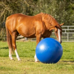 Pferdefußball, groß