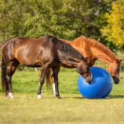 Pferdefußball, groß