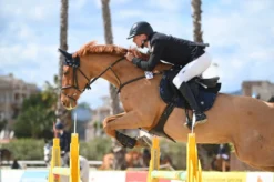 Sattelgurt Hickstead, Stollengurt, Langgurt, Leder