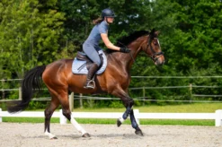 Schabracke Aubree FS26, Springschabracke