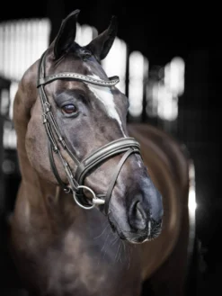 Trense Arika Dressage, englisch kombiniert