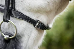 Trense Cavesson Pony FS26, englisches Reithalfter, ohne Sperrriemen