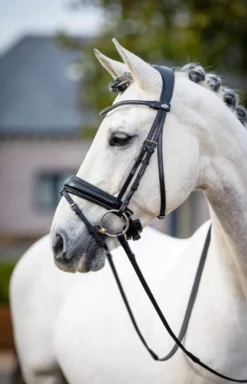 Trense Kudos Classic Dressage, schwedisch kombiniert