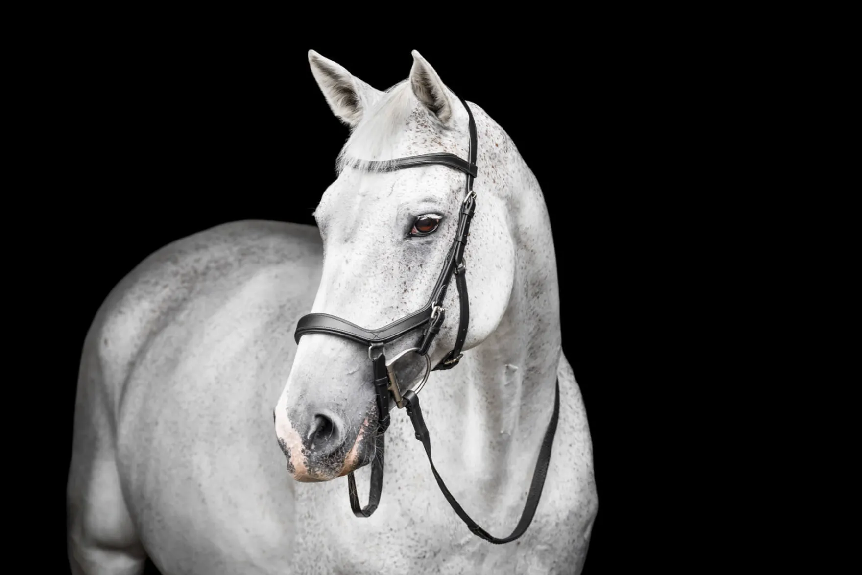 Trense Micklem 3 Competition Bridle, ohne Zügel