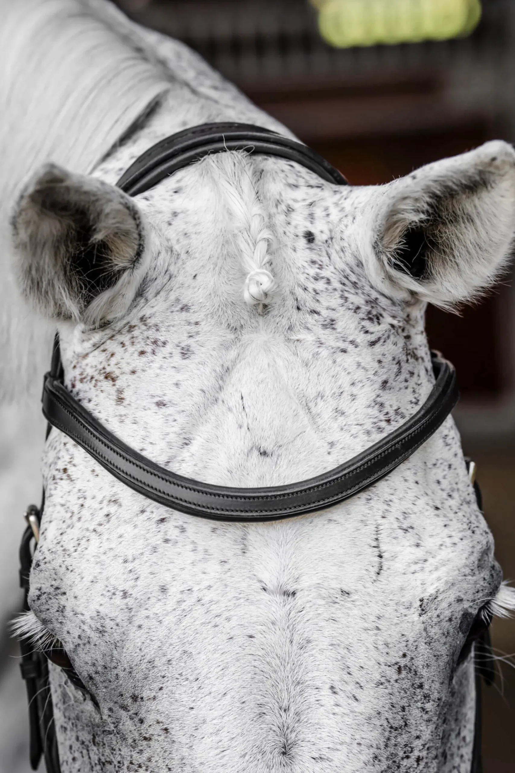 Trense Micklem 3 Competition Bridle, ohne Zügel