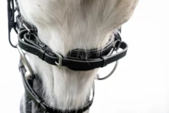 Trense Pony Flash FS26, schwedisch kombiniert, ohne Zügel